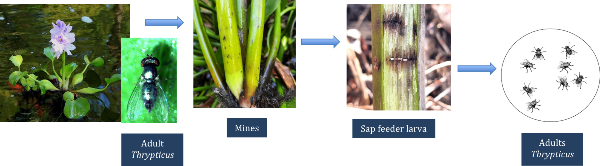 Life cycle of the mining flies <em>Thrypticus </em>spp.